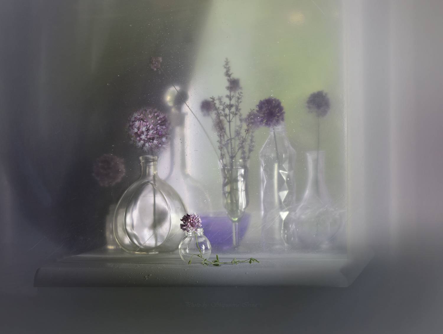 , Ирина Шипунова