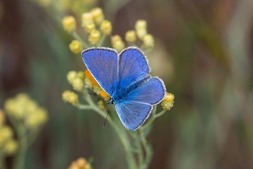 Polyommatus thersites