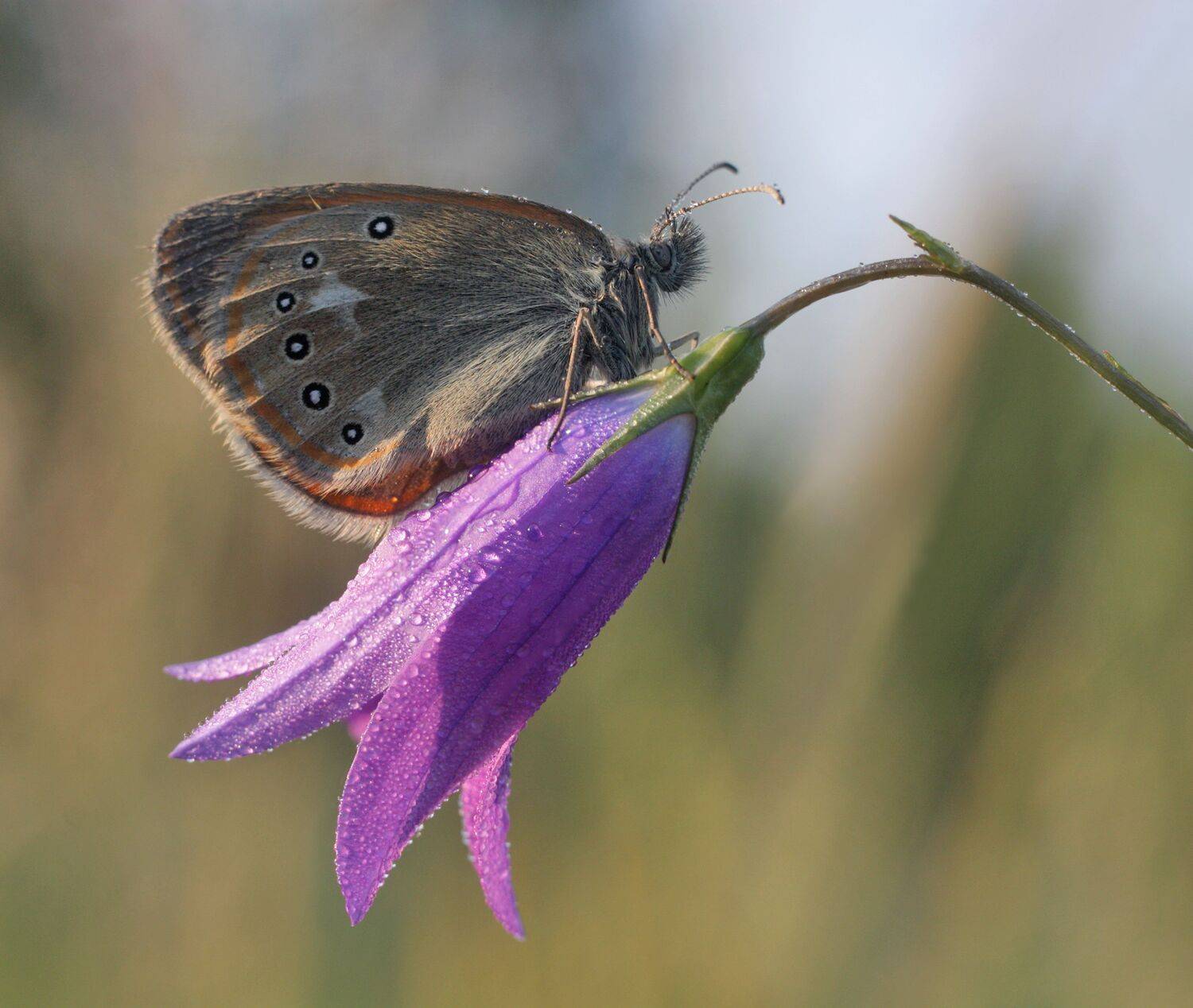 утро, цветок, бабочка, Александр Свистков