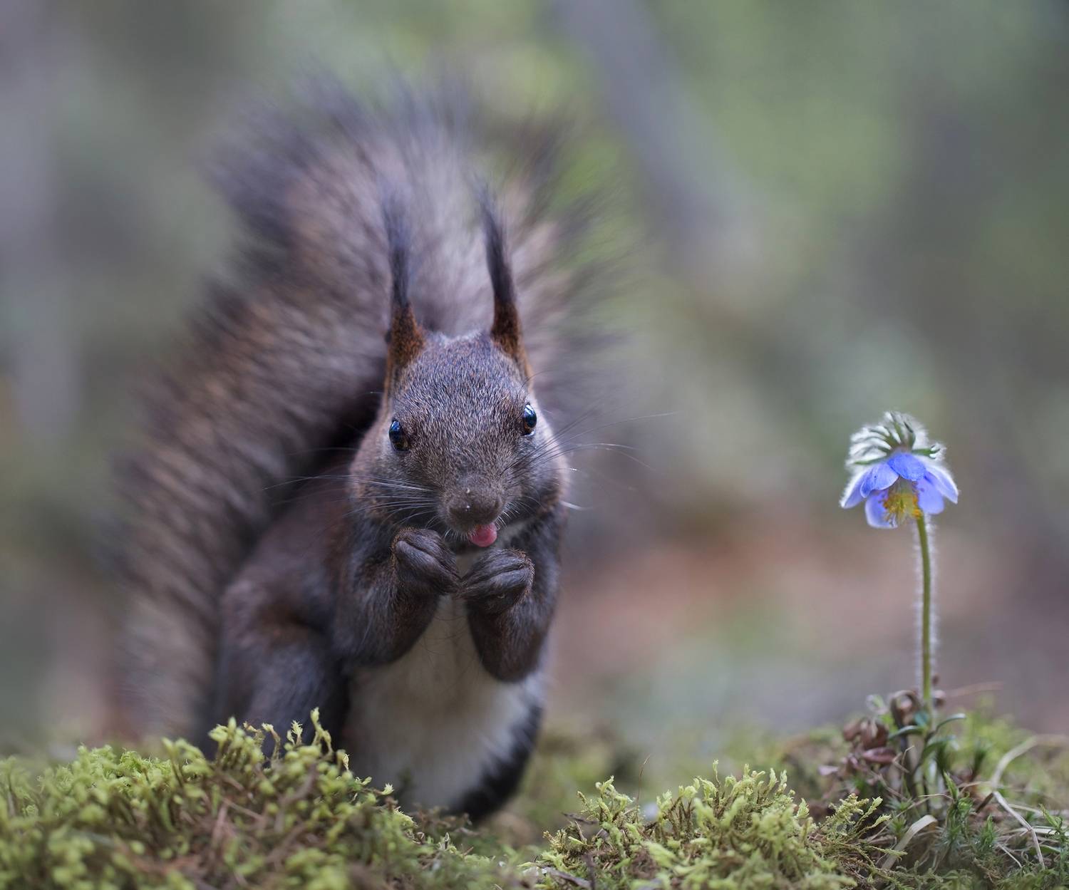 нерюнгри, белка, якутия, дикие_животные, евгениялевина, бурундукиибелкилевиной, женялевина, Евгения Левина