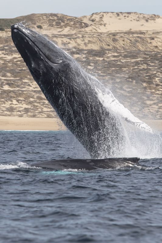 Humpback Whale, Wild Life, Baja California Sur, Pacific Ocean, Ballena Jorobada, Oceano Pacifico  El Coloso de los Mares фото превью