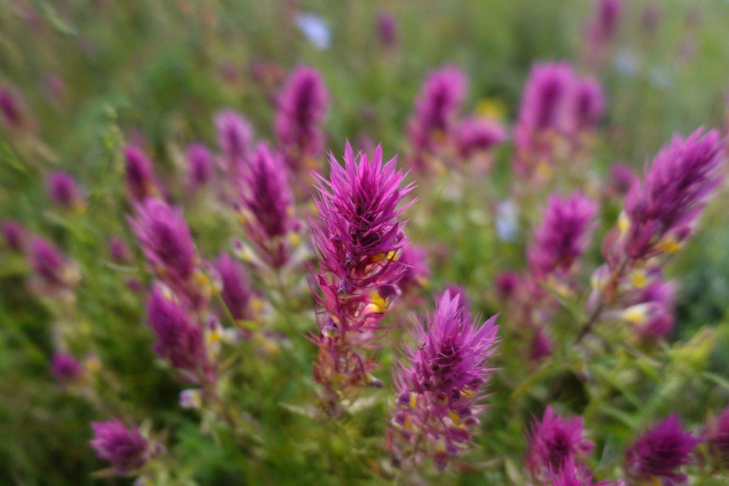 , Андрей Гусаченко