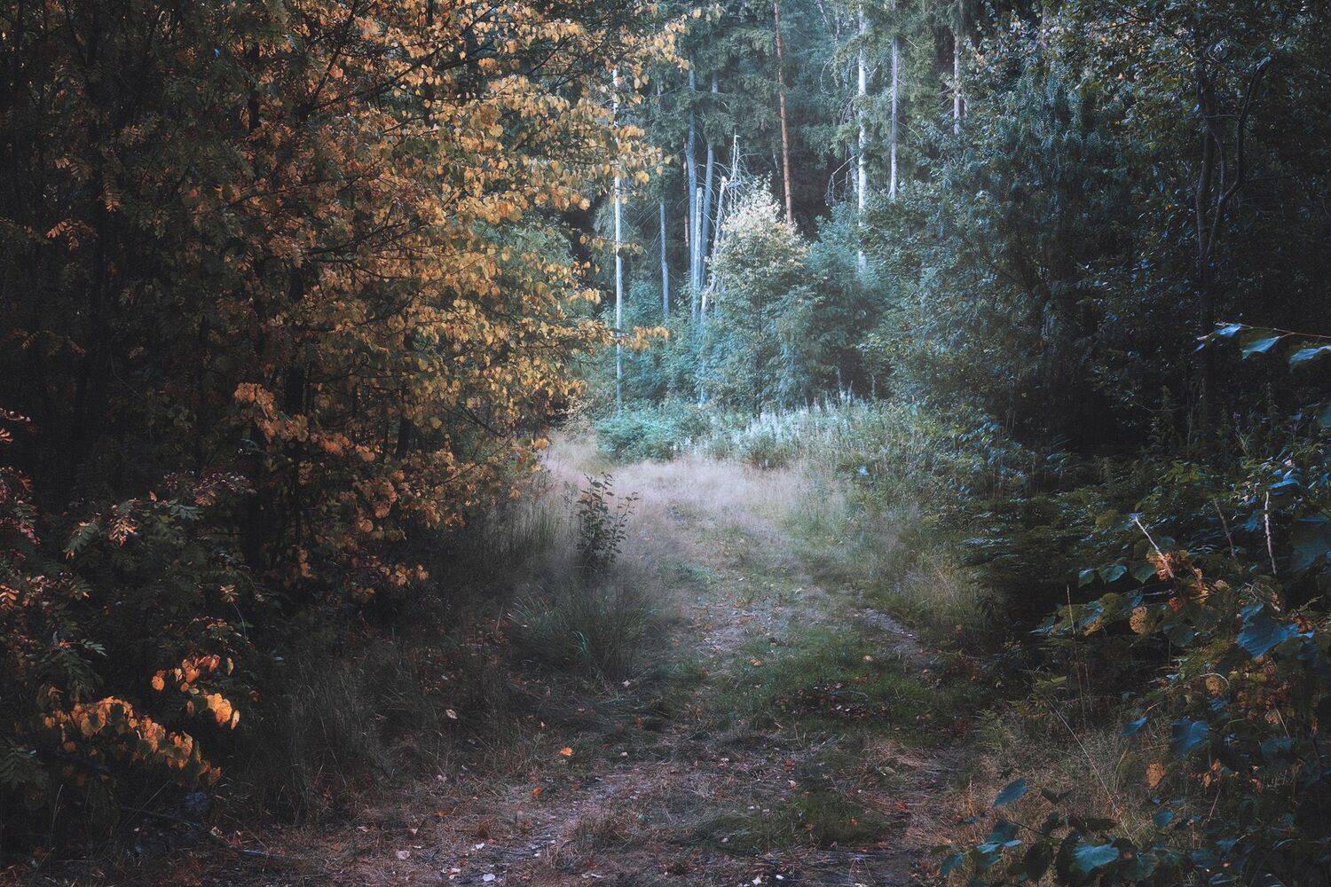 лес, лето, деревья, пейзаж, Валерий Вождаев