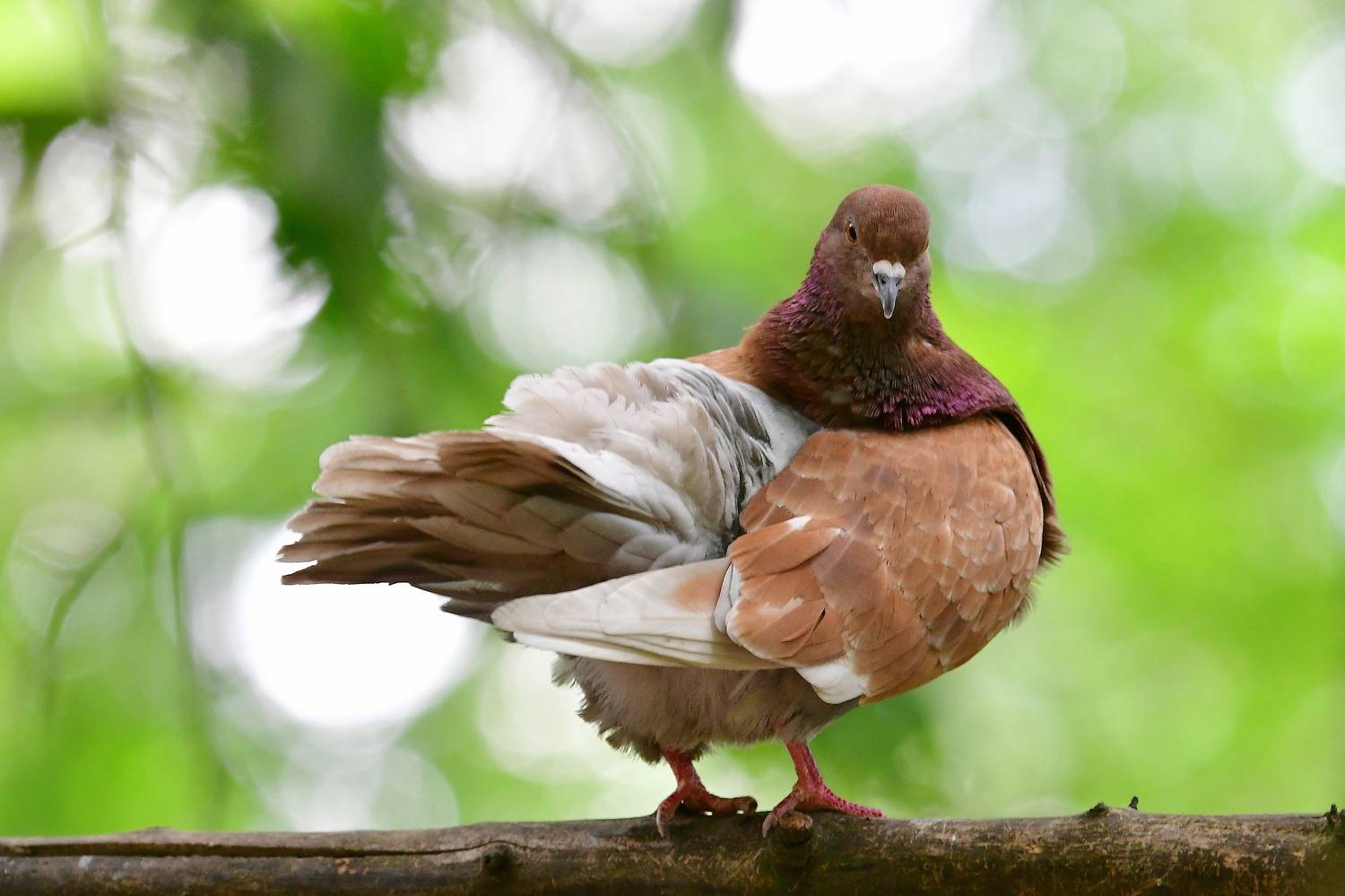 , Корнейчук Игорь