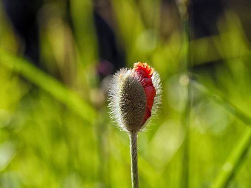 - red poppy bud in the summer sunset