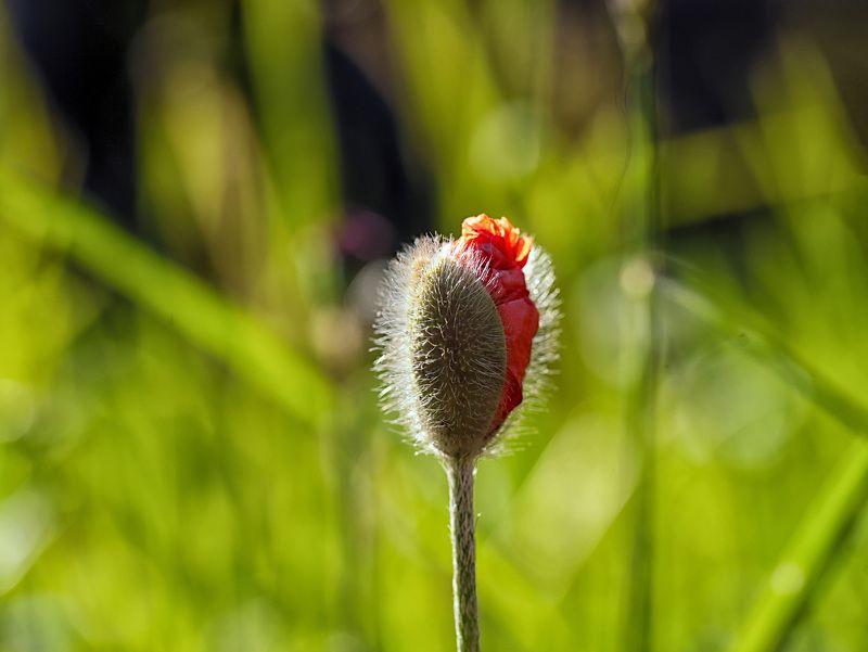 red; poppies; summer; sunset; nature; natural background; bokeh; multicolored background; photography; garden - red poppy bud in the summer sunset фото превью
