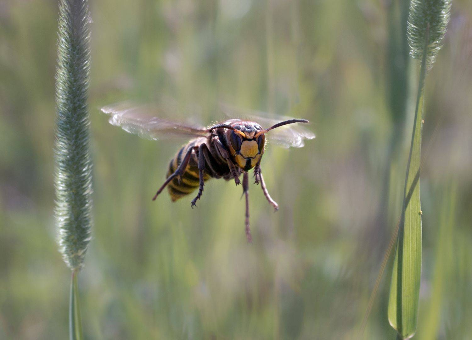лес, свет, утро, природа, макро, полет, шершень, Баранов Олег