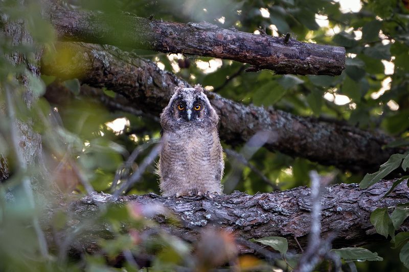 Ушастый совёнок фото превью
