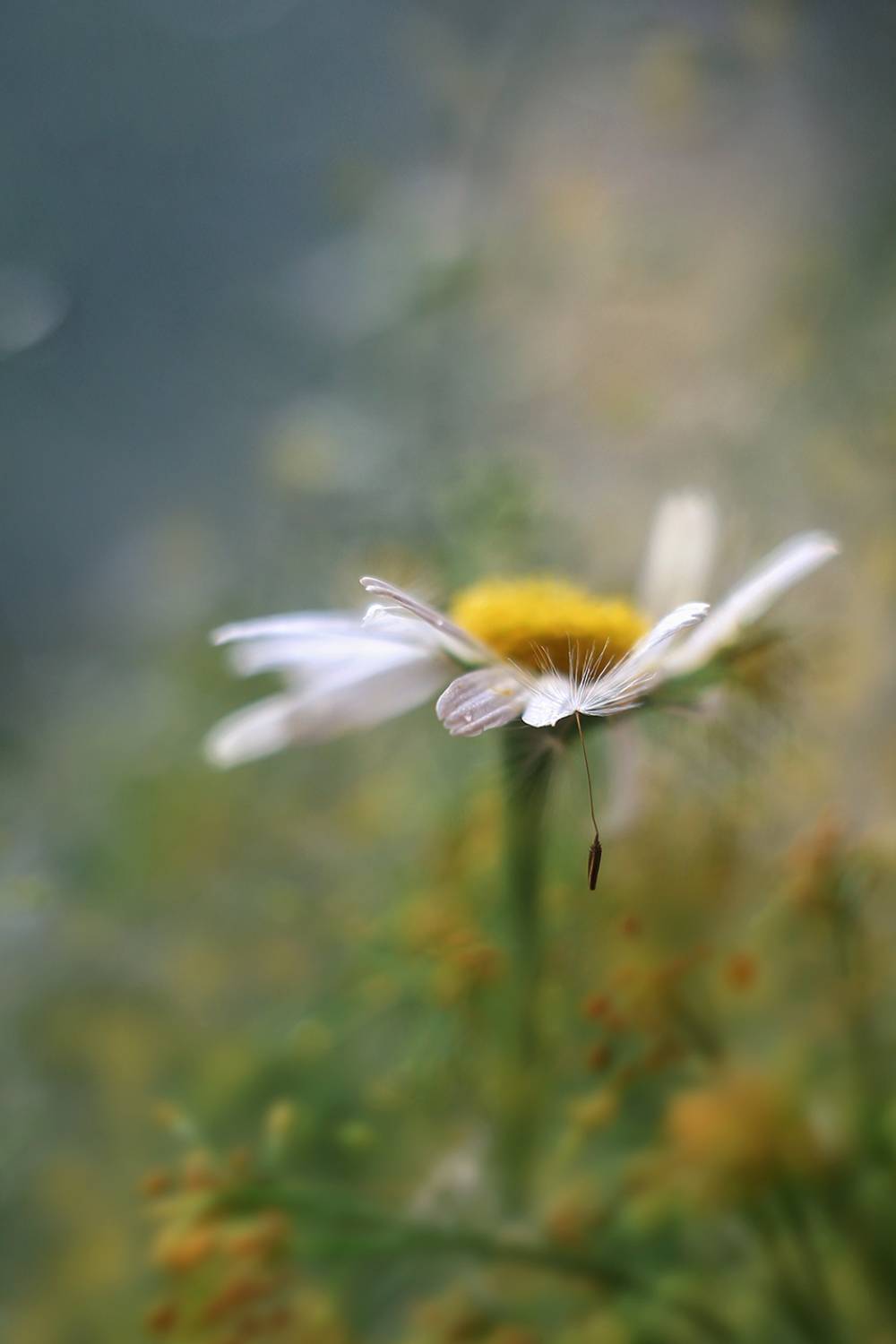 ромашка, одуванчик,гелиос 44,нежность прикосновения, ГОРЮКИНА ИРИНА