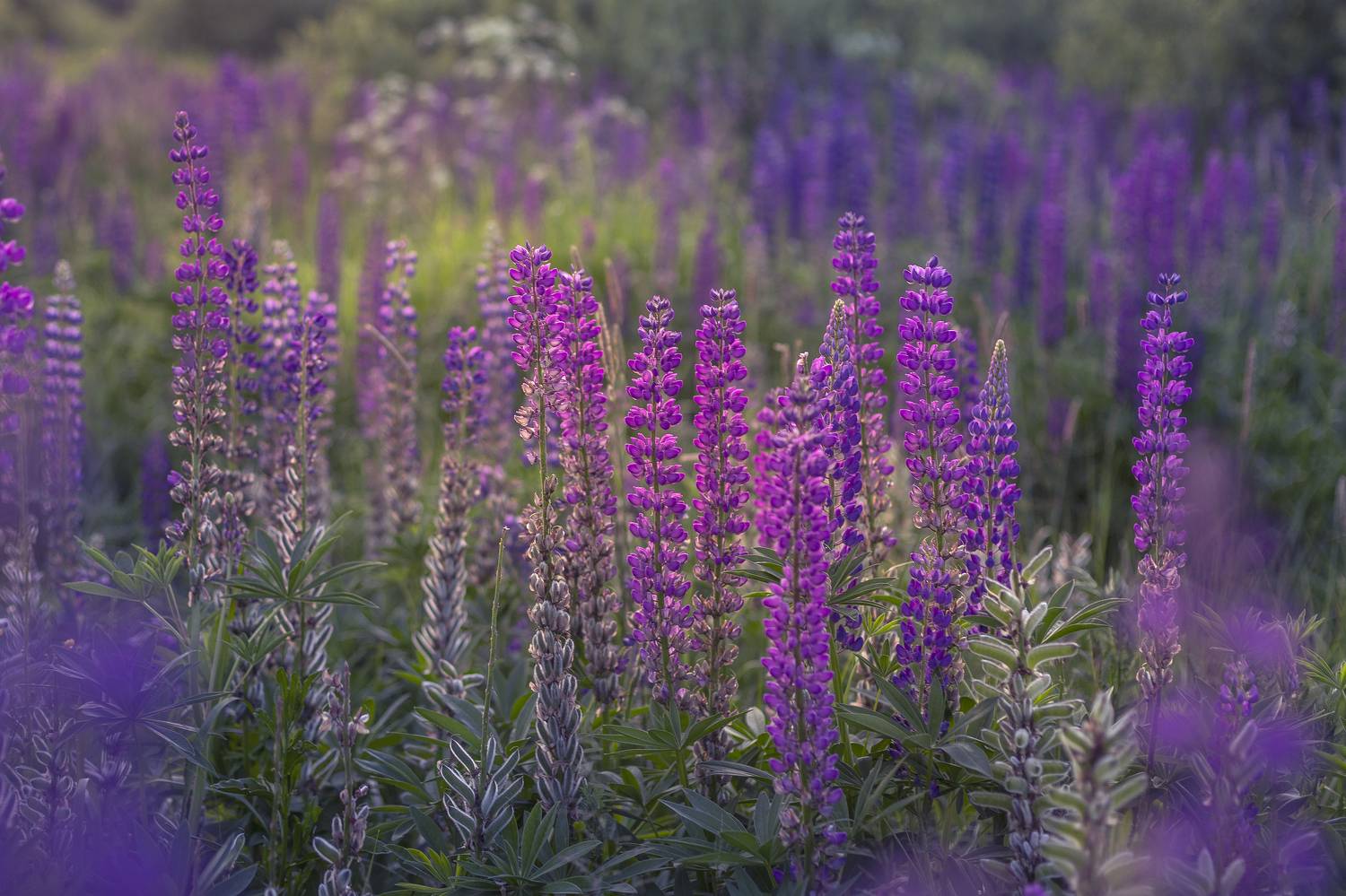 Московская область, Елена Гусева