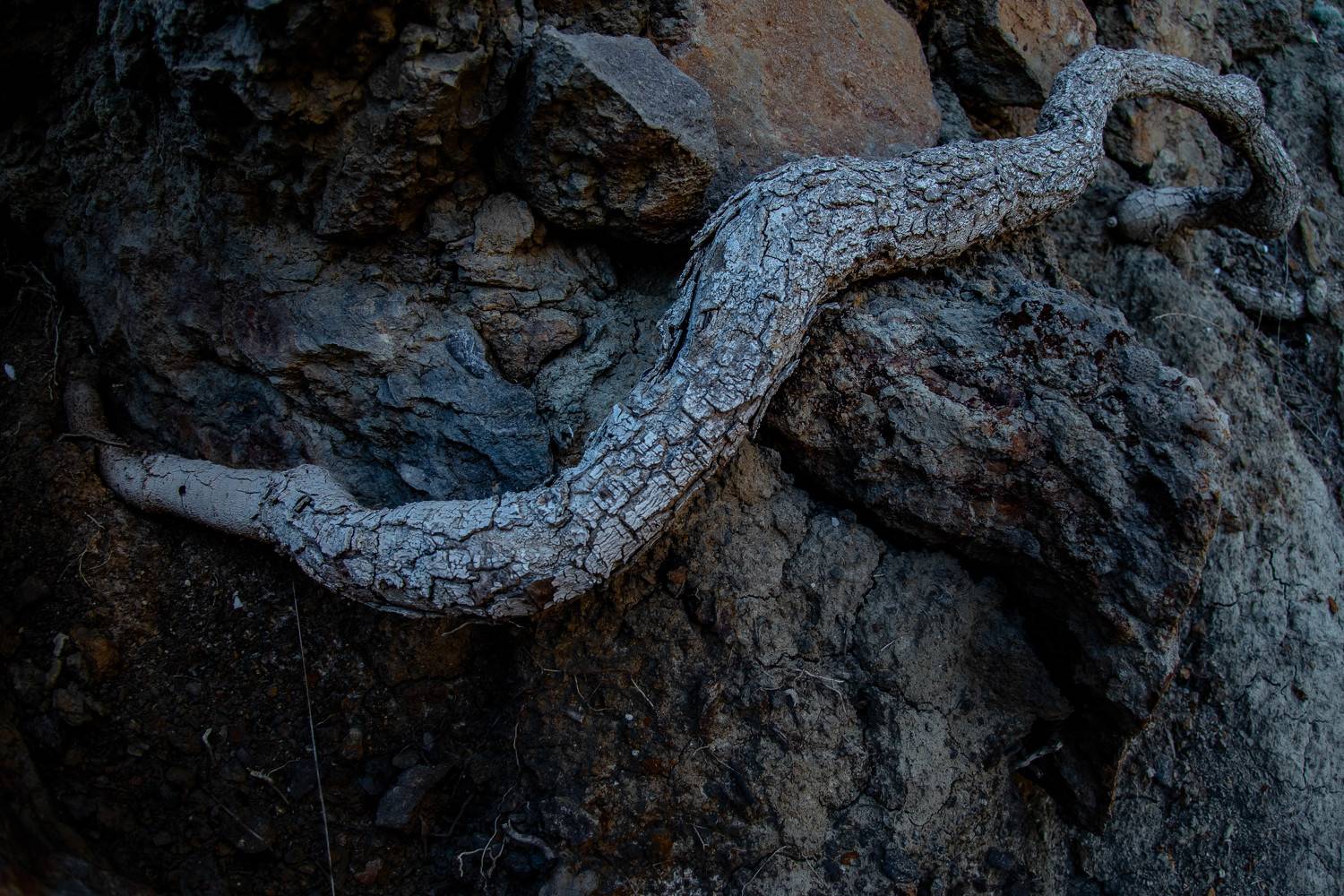 , Алексей Ильин