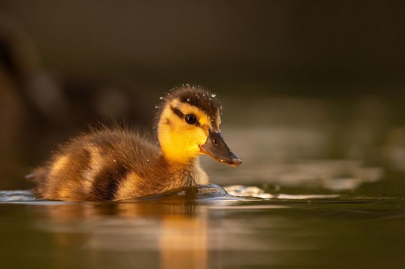 Duckling фото превью