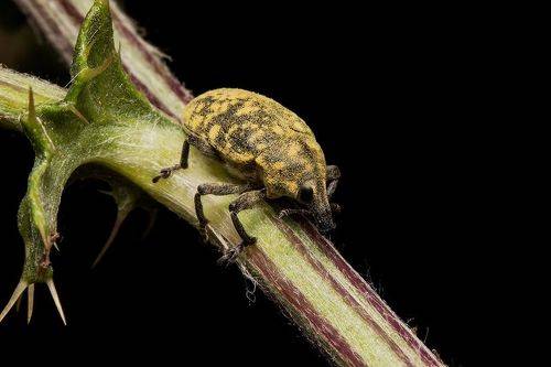 Larinus sp.