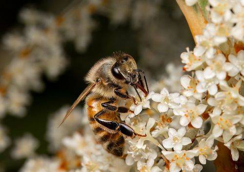 Honey Bees