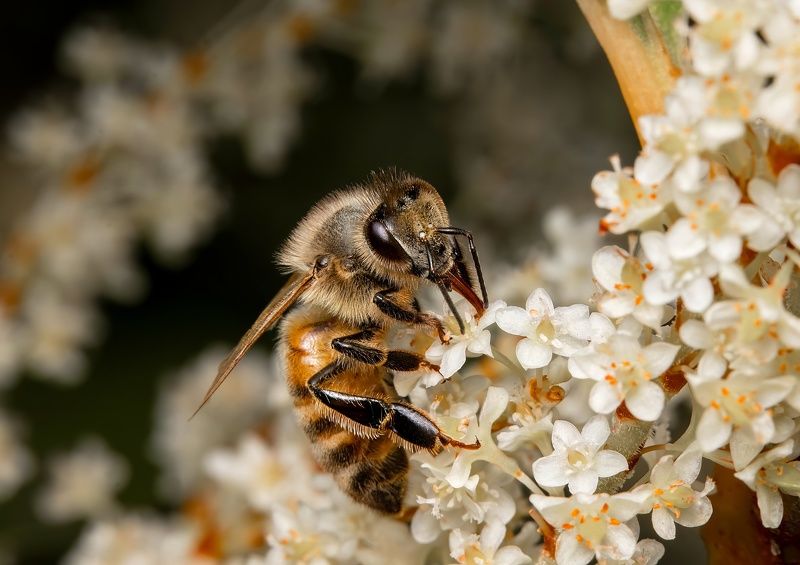 Honey Bees фото превью