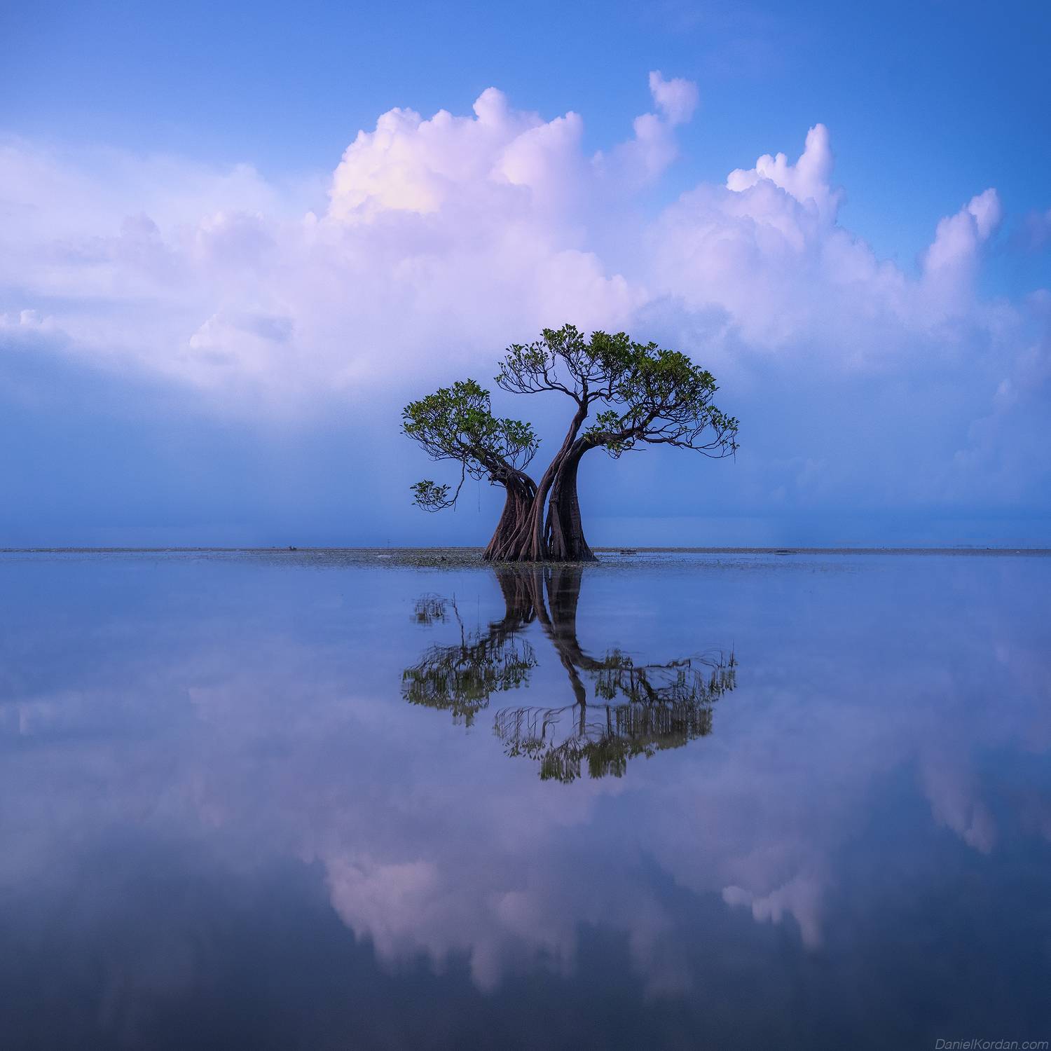 Sumba dancing trees, Даниил Коржонов
