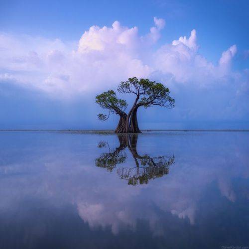 Sumba dancing trees Indonesia