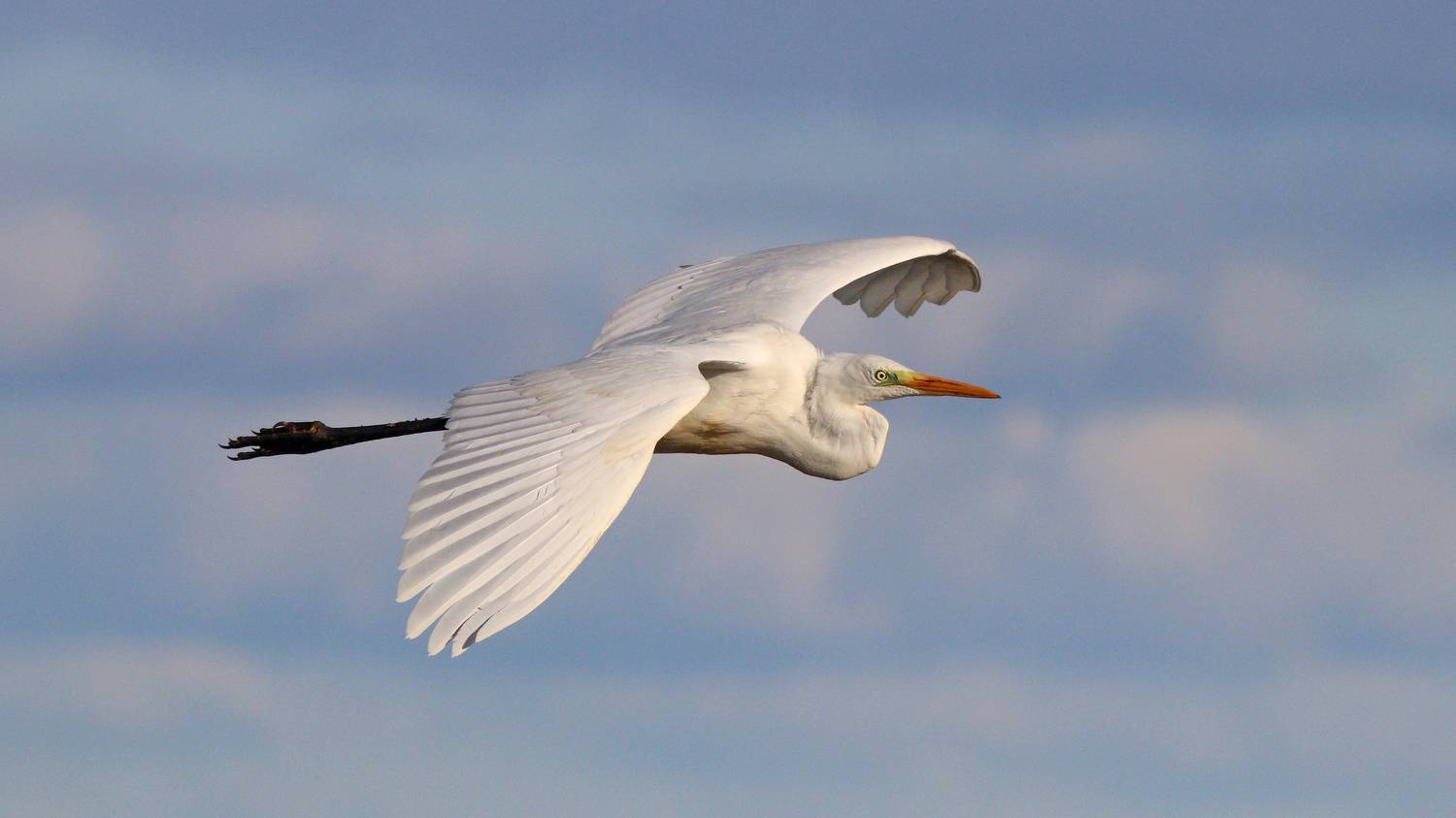 большая белая цапля, цапля, ardea alba, heron, great egret, Бондаренко Георгий
