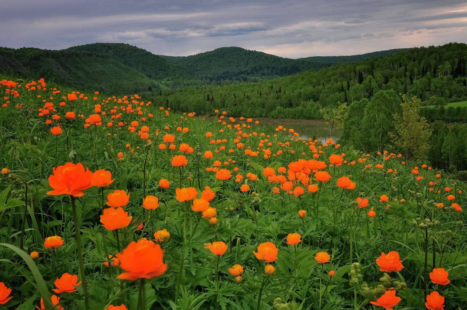 россия, кузбасс, лето, июнь, цветы, огоньки, поле, река, дерево, холм, утёс, Вячеслав Холзаков