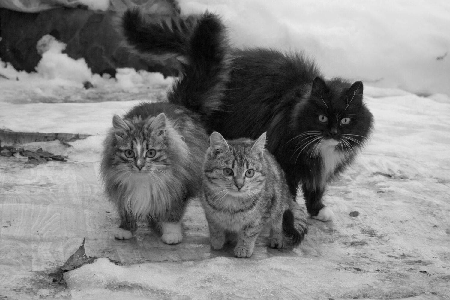 , Светлана Кондрашова