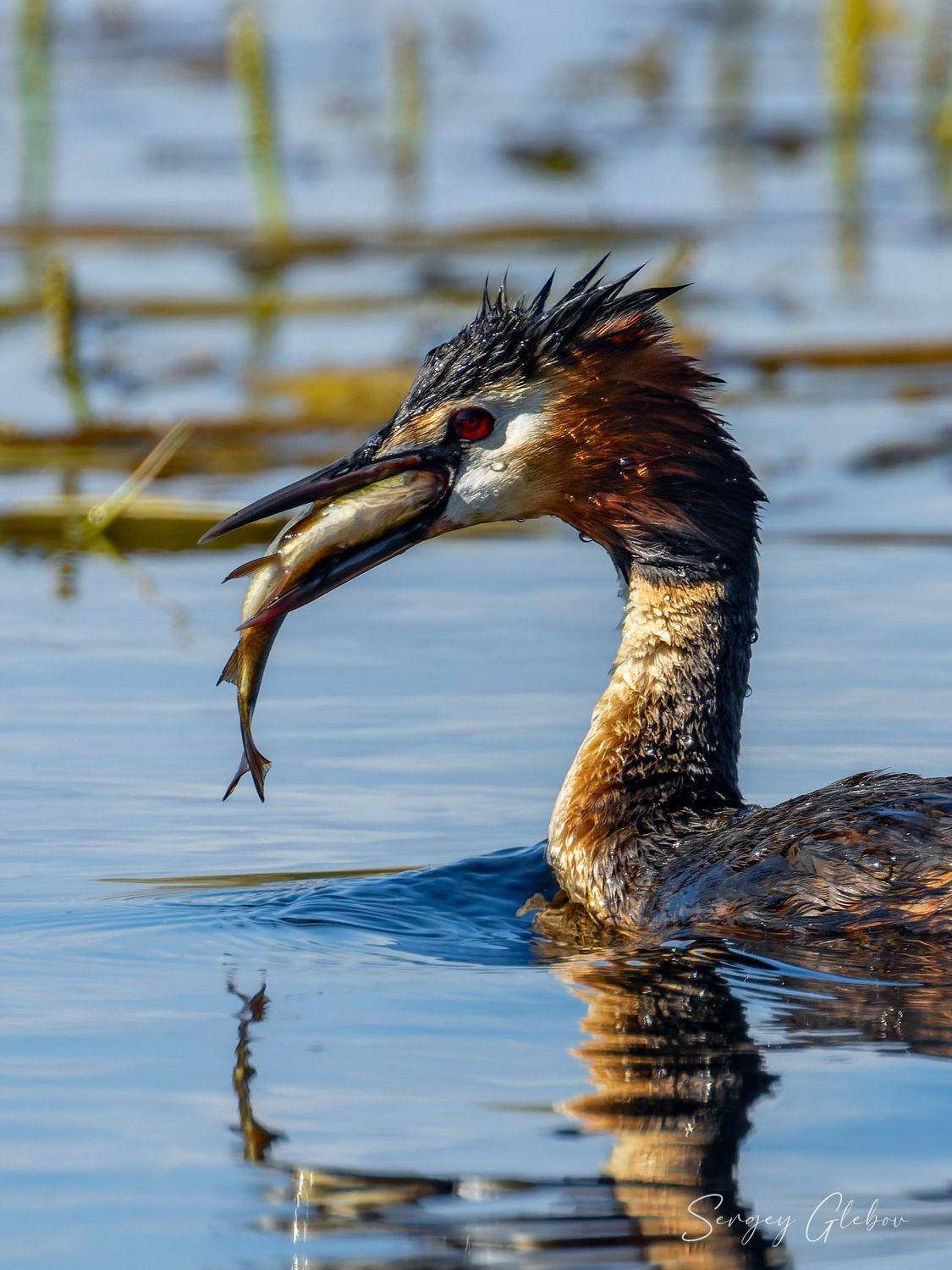 чомга, большая поганка, птицы, пернатые, Сергей Глебов