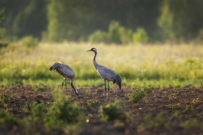 Журавлик серый фото превью
