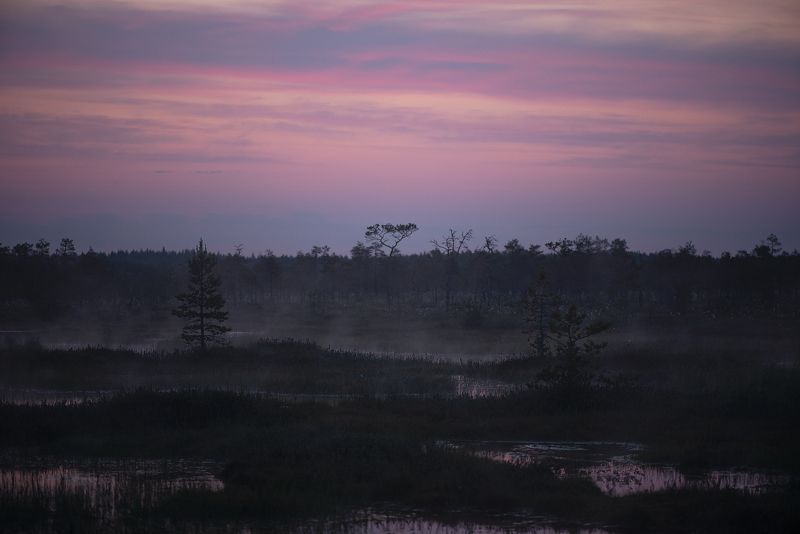 Рассвет на болоте фото превью