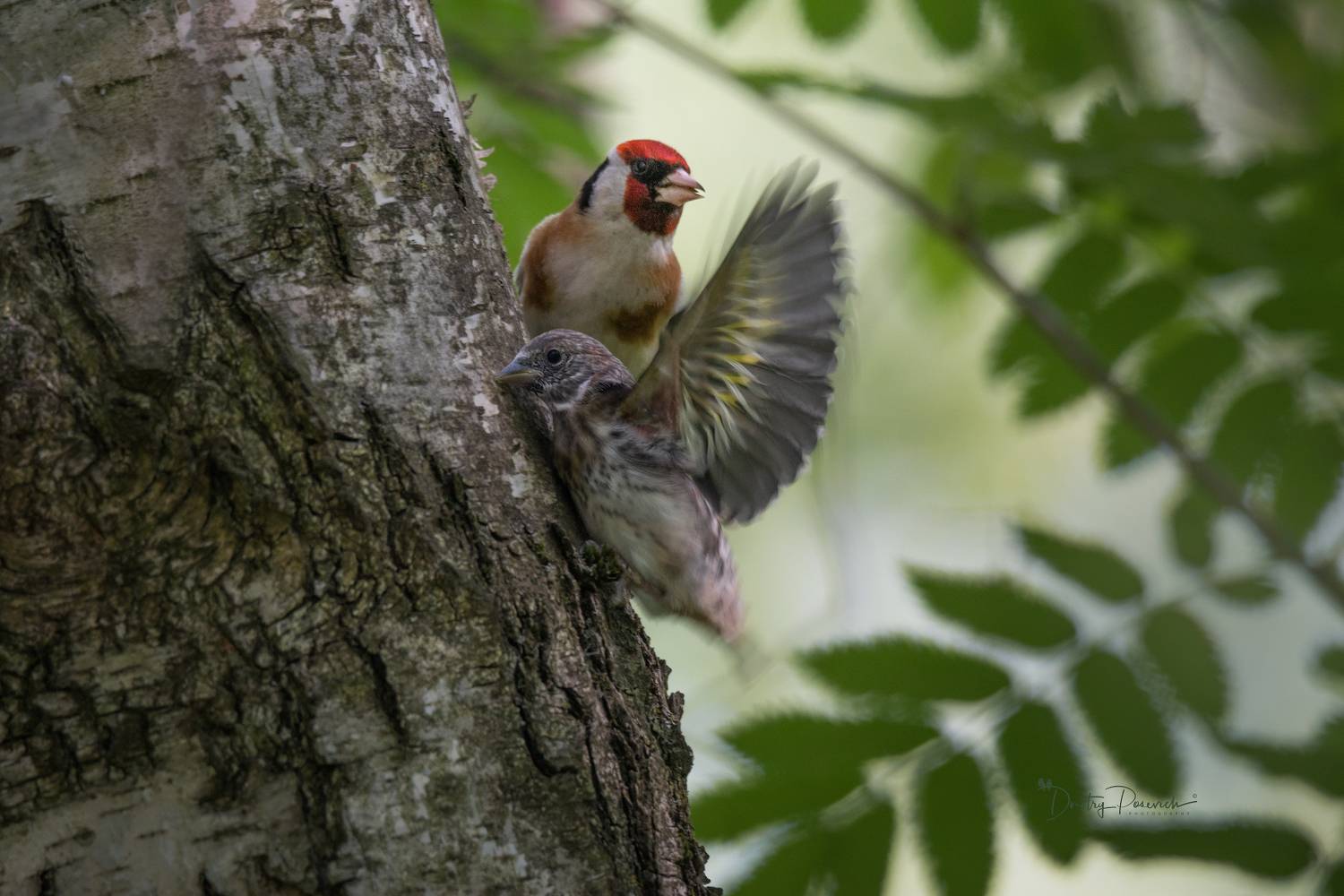 природа, лес, поля, огороды, животные, птицы, макро, Посевич Дмитрий