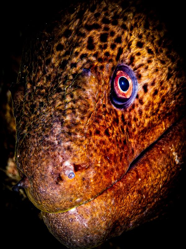 Smaug фото превью