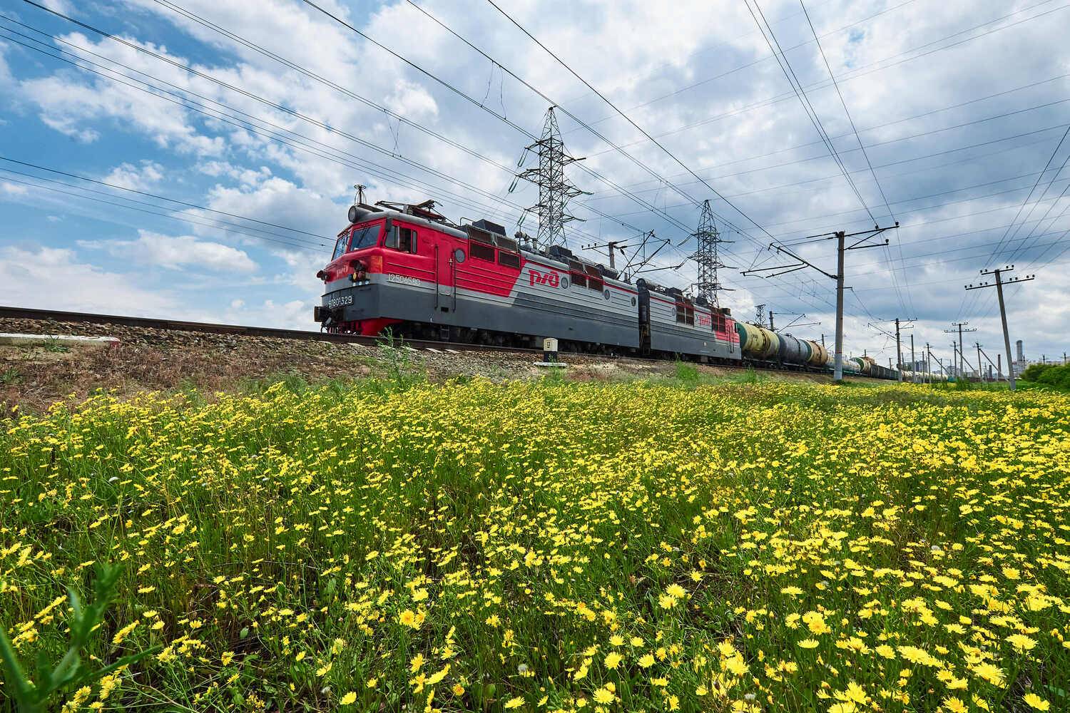 train, filed, volgograd, russia, wildlife, yellow filed, lagoseris, , Сторчилов Павел