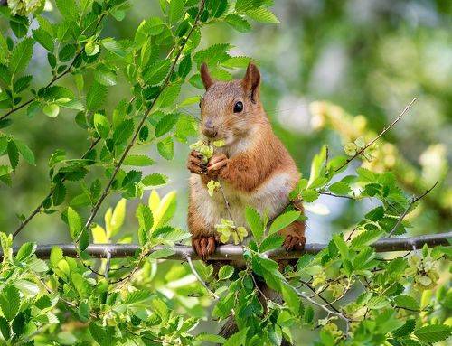 белка обедает.