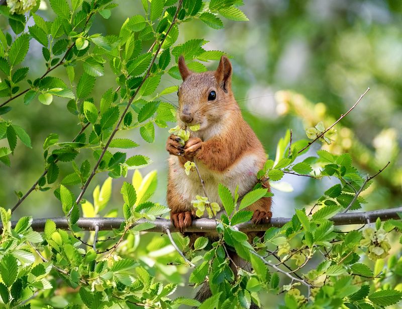 белка, лес, белка обедает. фото превью