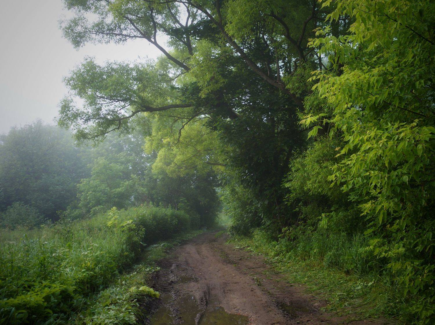 , Светлана Кондрашова