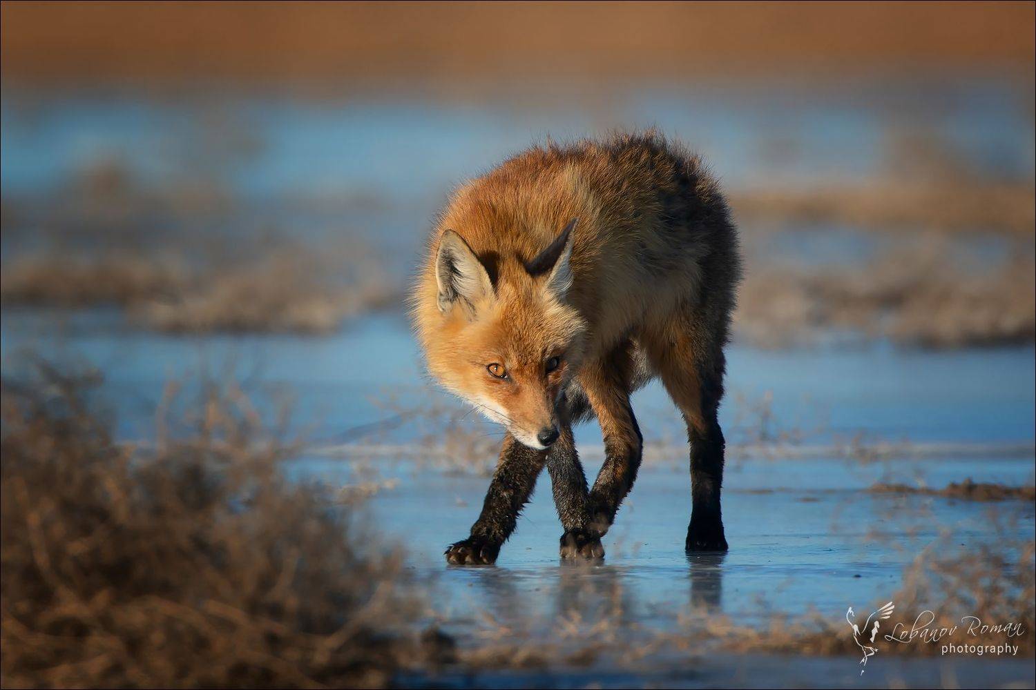 , Роман Лобанов