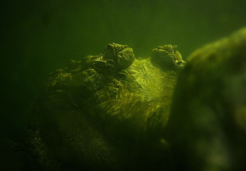 Гавиаловый крокодил (Tomistoma schlegelii). фото превью