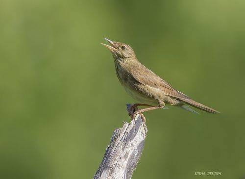 River warbler