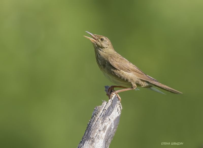 bird of prey, animal, birds, bird, animal wildlife, nature, animals in the wild, river warbler, птицы, птица, речной сверчок River warbler фото превью