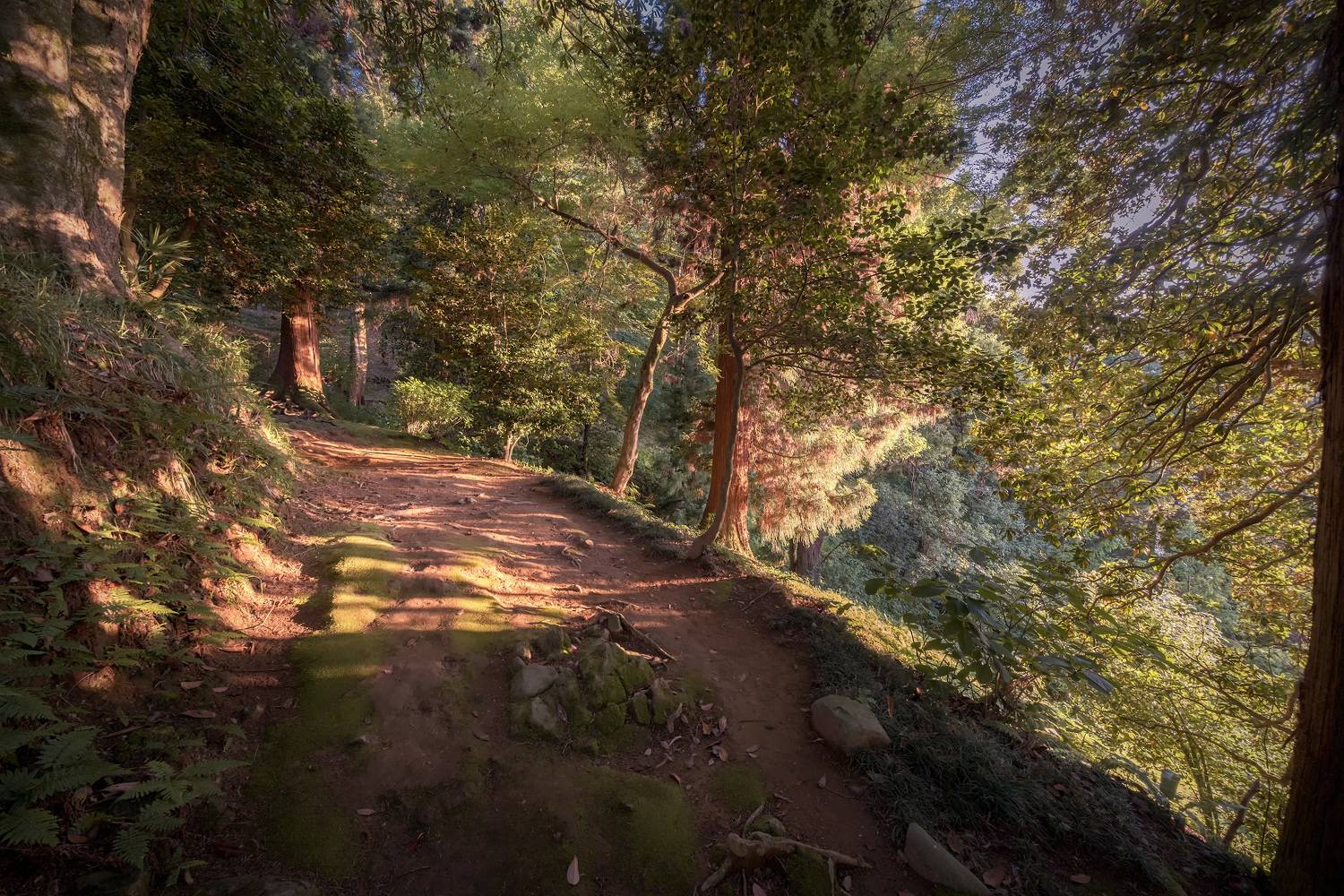 batumi, botanical, garden, path, sun, sunlight, trees, sunset, wood, nature, park, green, giants, landscape, scenery, travel, outdoors, georgia, adjara, sakartvelo, chizh, Чиж Андрей