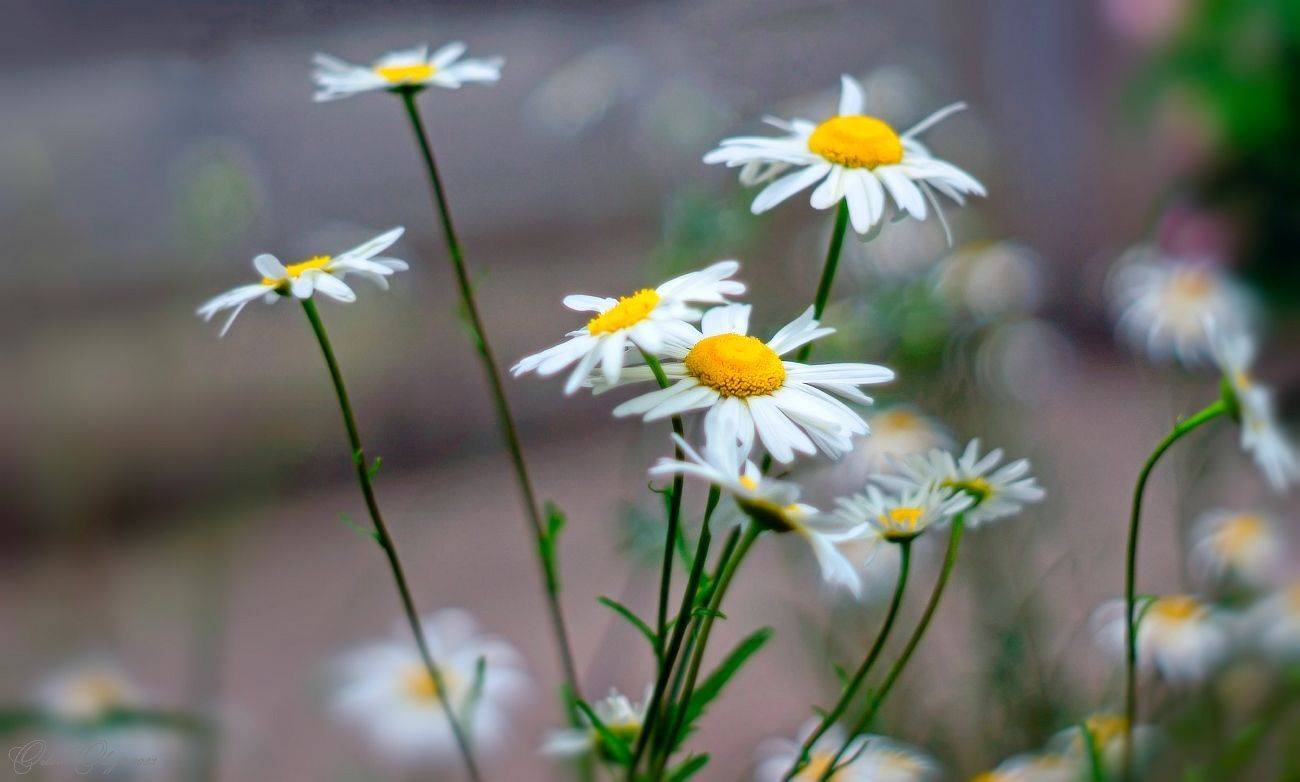 , Орлов Олег