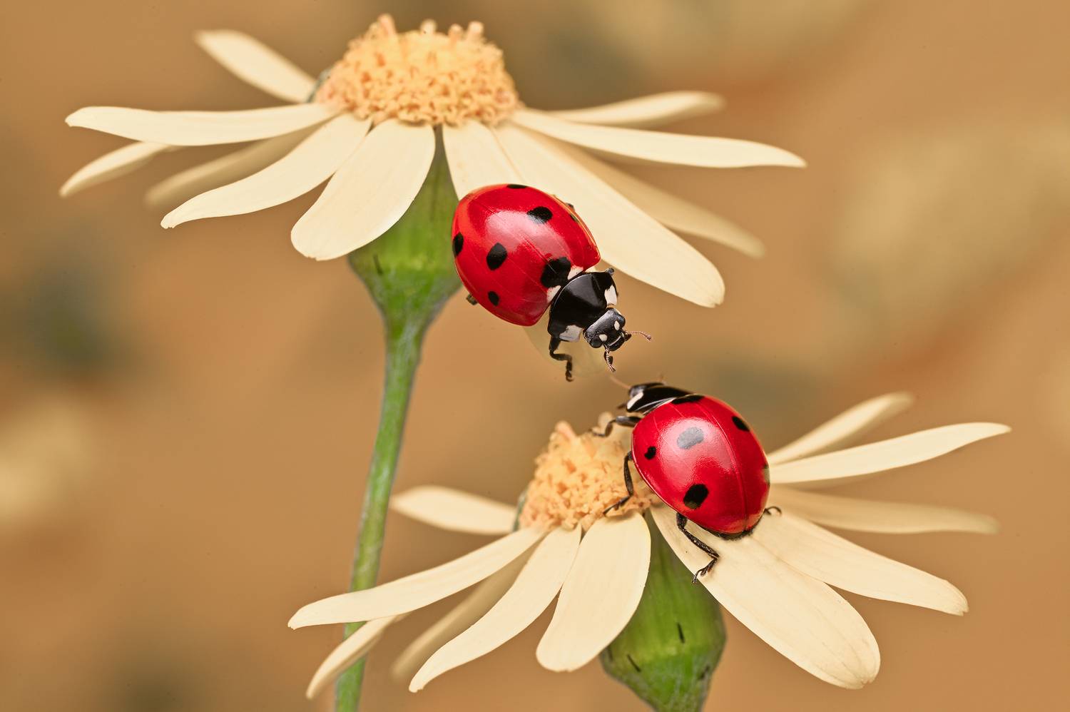 ceclii, macro, Ganev Tsvetan