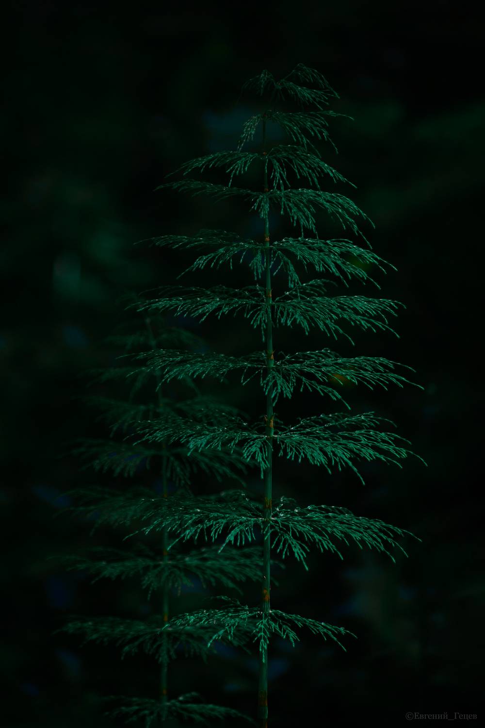 природа, россия, урал, хвощ, лес, Евгений Гецев