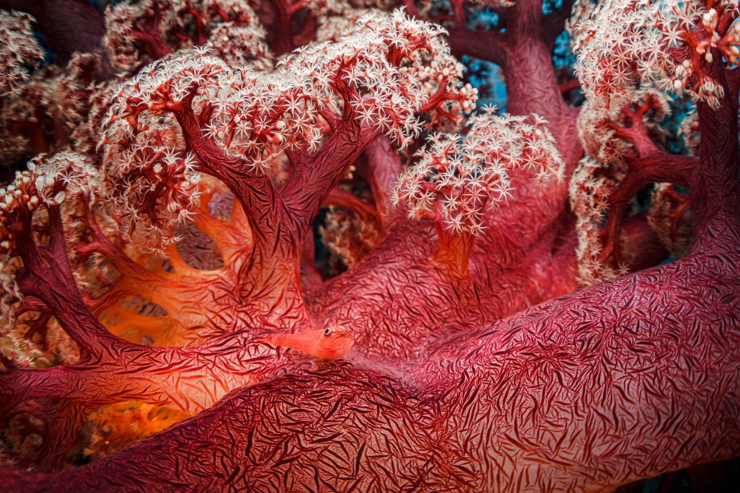 , Савин Андрей