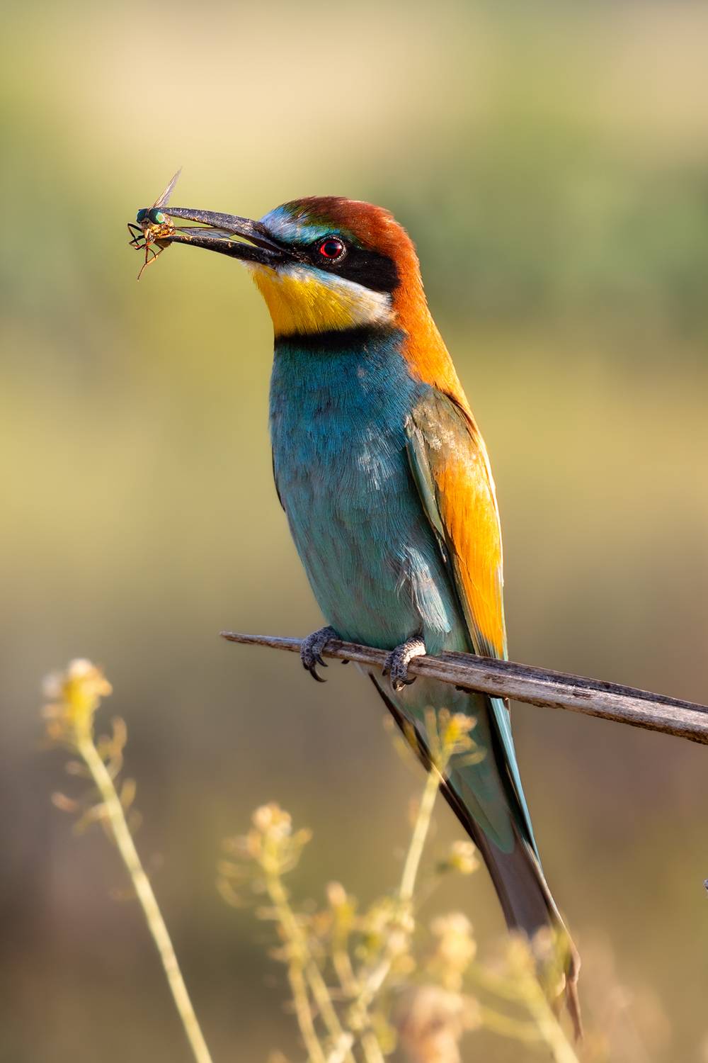 , Чудинин Дмитрий