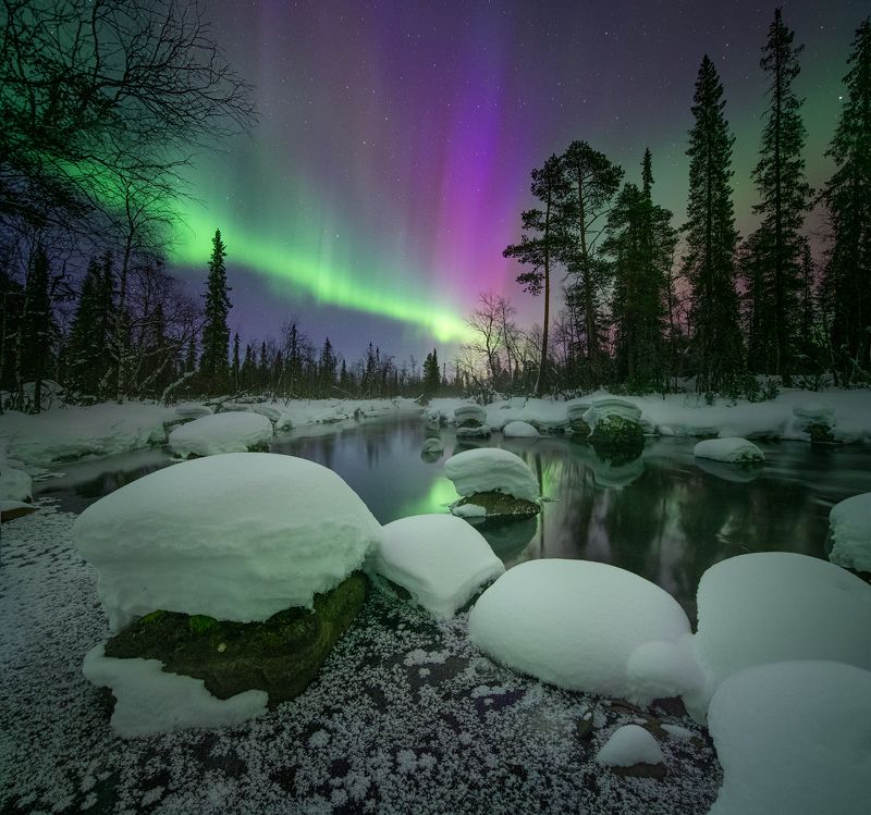 Волшебный лес. фото превью