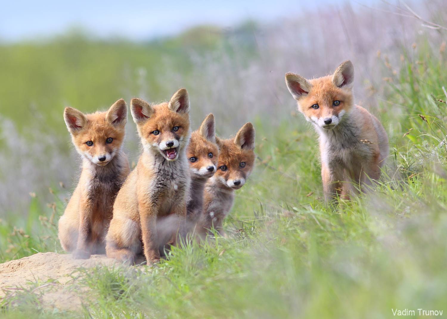 лисёнок, лисята, fox, Вадим Трунов