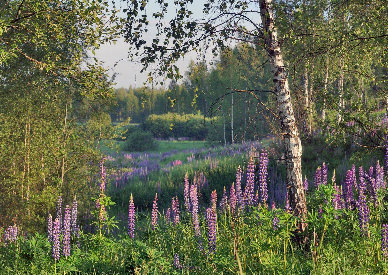 утро , лес, цветы,, Александр Свистков