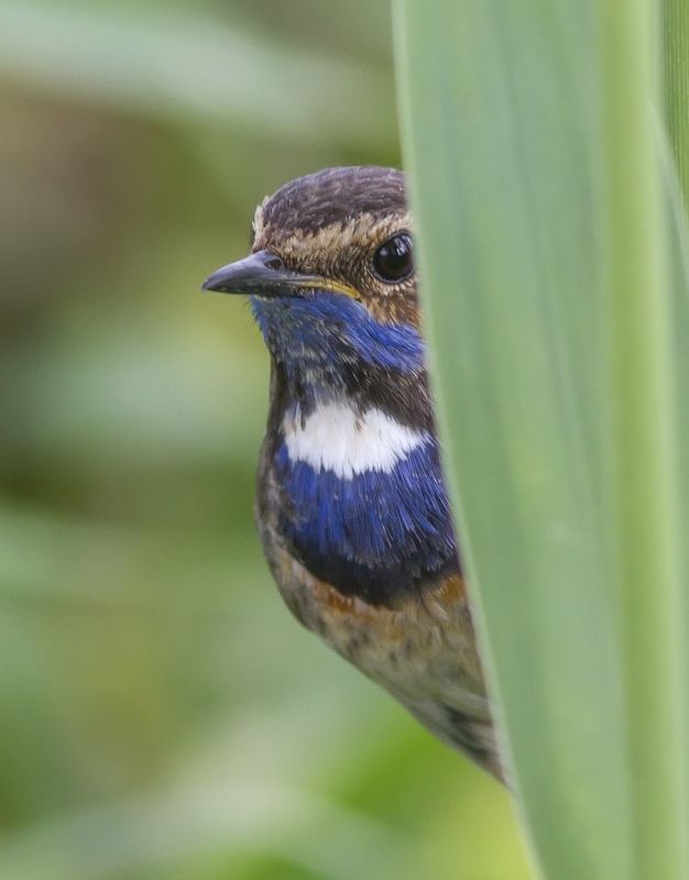 Взгляд из-за кулисы... фото превью