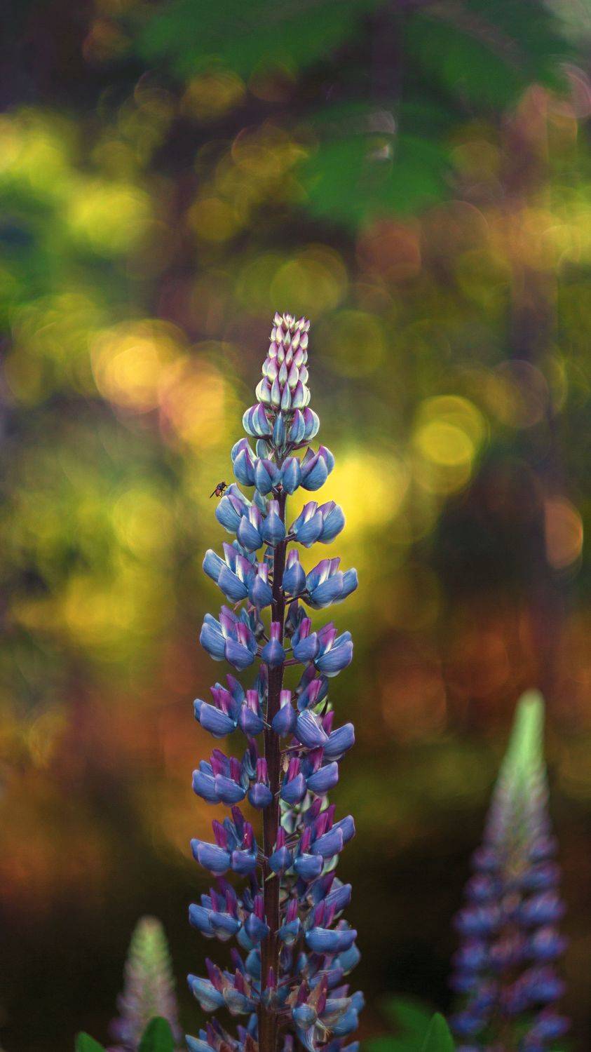 , Мария Обидина