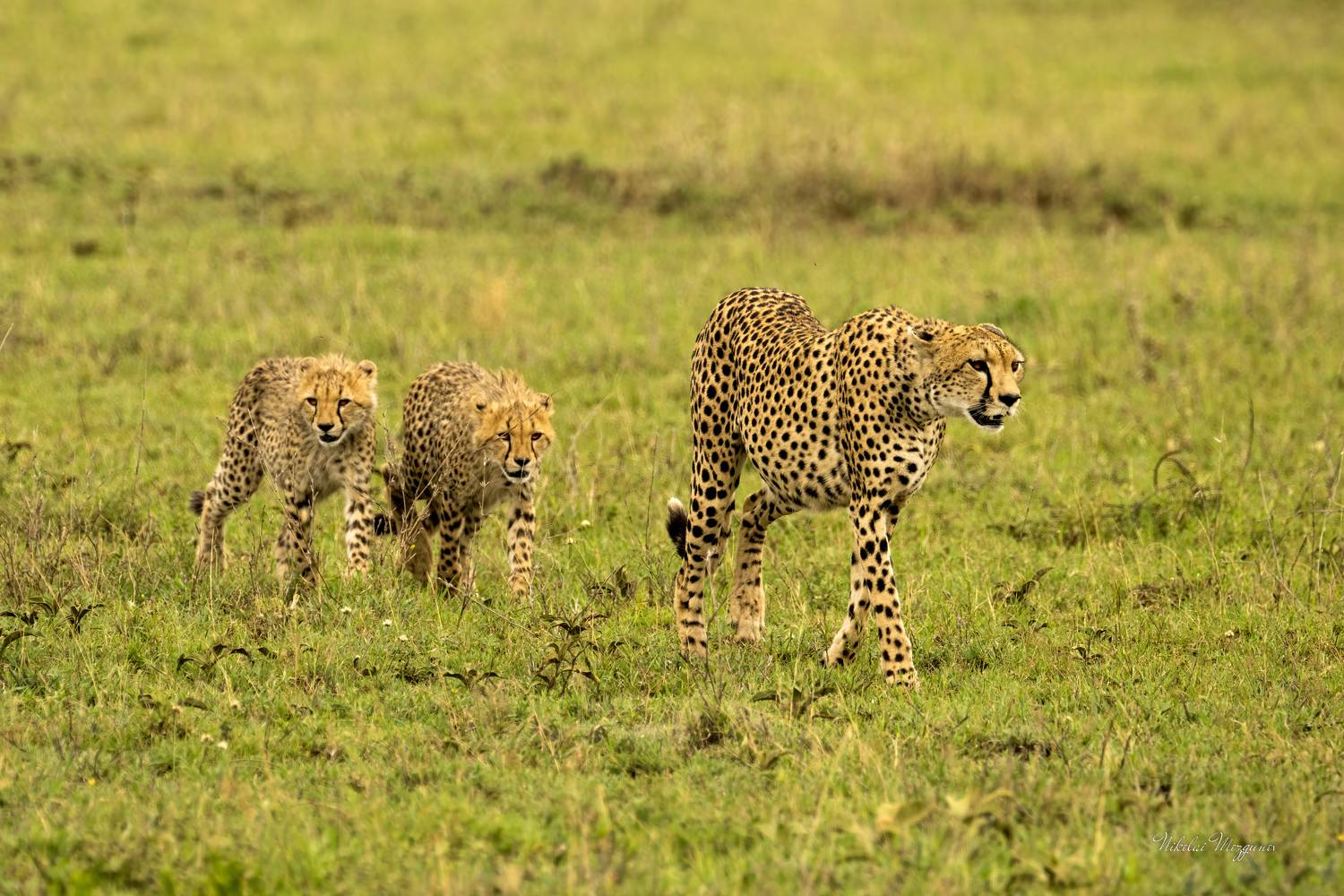 , Николай Мозгунов