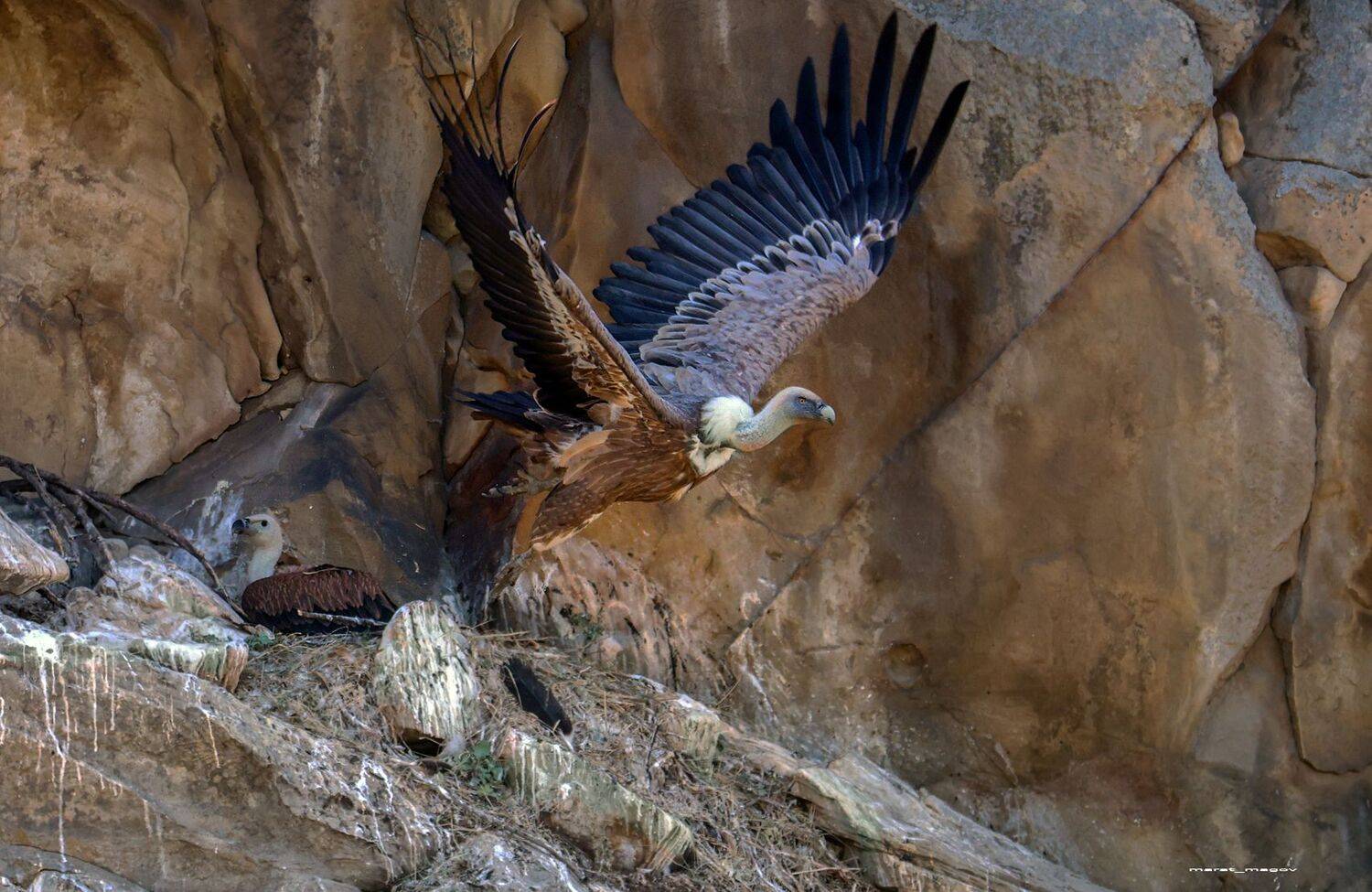 гриф,гнездо,птенец,сип,белоголовый сип,горы,дагестан,, Magov Marat
